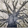 NIEUW  Boom lijnets/suikerets/aquatint 15x20 druk5/8