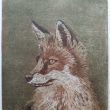 Vos  lijnets + aquatint   18x24  druk 6/8