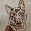 Herder droge naald  10x12  druk 2/6