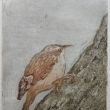 Boomkruiper lijnets, suikerets, aquatint 10x15 druk 3/8