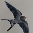 Zwaluw  lijnets+aquatint 14x19  druk7/8